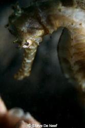no crop, D300, 60mm, single strobe. by Steve De Neef 